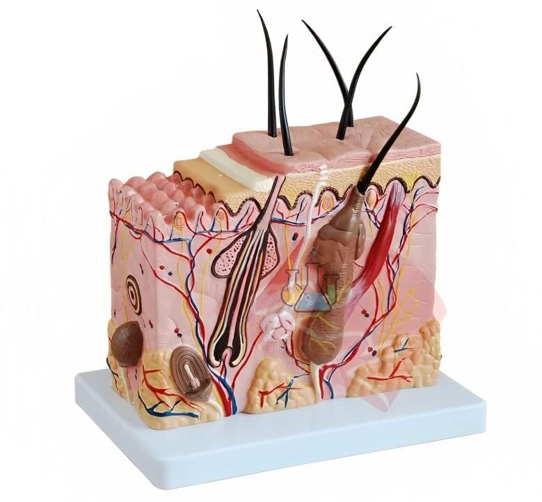 Skin Block Classic Model